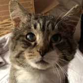 Tigger, from Furballs Rescue, Camberley, homed through Cat Chat