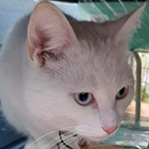 Beau, from Maesteg Animal Welfare Society, Bridgend, homed through Cat Chat
