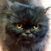 Bella, from Whinnybank Cat Sanctuary, Newburgh, homed through CatChat