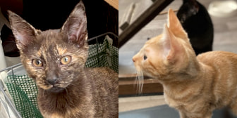 Bentley & Moon, from Aylesbury Cat Rescue, Aylesbury, homed through CatChat