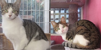 Betty & Pepper from Anne and Bill's Cat Rescue, homed through Cat Chat