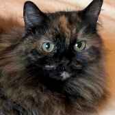 Blossom, from Cat Supporters South Wales, Cardiff