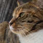 Boudi, from Whinnybank Cat Sanctuary, Newburgh, homed through Cat Chat