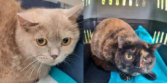 Bronze & Copper, from Strawberry Persian Cat Rescue, Malvern, homed through CatChat