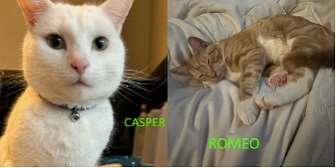 Casper & Romeo from WHinnybank Cat Sanctuary, homed through Cat Chat