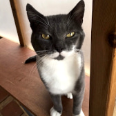 Cody, from Lancashire Paws Cat Rescue, Bolton, homed through CatChat