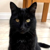 Eric, from Precious Paws Cat Rescue York, York, homed through CatChat