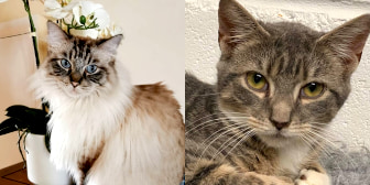 Olivia, Max, Greg, Fargo, Tami and Nora, from Consett Cat Rescue, Consett, homed through CatChat
