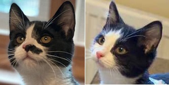 Harry & Louis from All Animal Rescue, Southampton, homed through Cat Chat