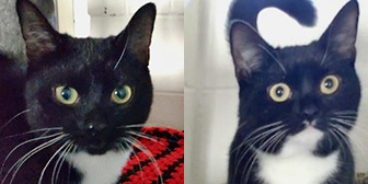 Lulu & Lola, from Barnsley Animal Rescue, Barnsley, homed through Cat Chat