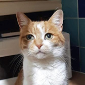 Molly, from Precious Paws Cat Rescue, York, homed through Cat Chat