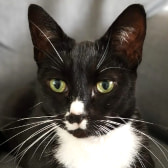 Squidge, from HappyCats Rescue, Bordon, homed through CatChat