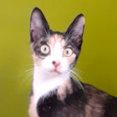 Tina, from Guardian Angels Cat Support, Hounslow, homed through CatChat