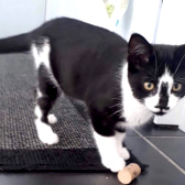 Tommy, from Ryedale & Scarborough Cats Welfare, Scarborough, homed through CatChat