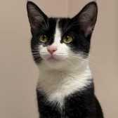 Zoe, from Cat Action Trust 1977, Doncaster South, homed through Cat Chat