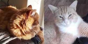 Alfie and George, from Ryedale and Scarborough Cat Welfare, Scarborough, homed through Cat Chat