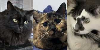 Cleo, Hattie & Charlie, from BJ Cat Rescue with North Notts Cat Rescue, Nottingham, homed through Cat Chat