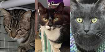 Jack, Lawrence & Misty , from Maesteg Animal Welfare Society, Bridgend, homed through Cat Chat
