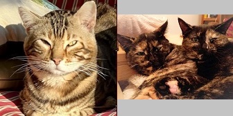 Loki, Lola & Lula from Aylesbury Cat Rescue, homed through Cat Chat