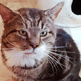 Onslow from Precious Paws Cat Rescue, homed through Cat Chat