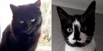 Percy & Trudie, from Ryedale & Scarborough Cats Welfare, Scarborough, homed through Cat Chat
