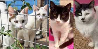 Pinky & Perky, and Tess & Mabel, from Maesteg Animal Welfare Society, Bridgend, homed through Cat Chat