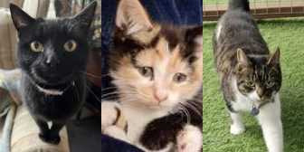 Princess, Ellen & Cassie, from BJ Cat Rescue with North Notts Cat Rescue, Nottingham, homed through Cat Chat