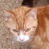 Rita, from Maesteg Animal Welfare Society, Bridgend, homed through Cat Chat