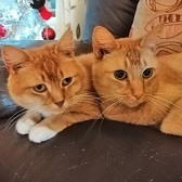 Socks & Top Cat, from Maesteg Animal Welfare Society, Bridgend, homed through Cat Chat
