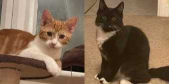 Sunny & Asher, from BJ Cat Rescue with North Notts Cat Rescue, Nottingham, homed through Cat Chat