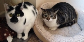 Tilly & Missy from CAT77 Leeds, homed through CatChat