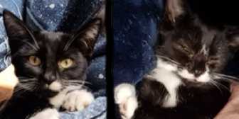 Twirl & Cookie, from BJ Cat Rescue with North Notts Cat Rescue, Nottingham, homed through Cat Chat