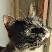 Alfie from Bentham & District Pet Rescue, homed through Cat Chat