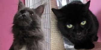Bella & Gerry from Ann & Bill's Cat & Kitten Rescue, homed through Cat Chat