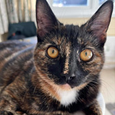 Coyote, from Precious Paws Cat Rescue, York, homed through Cat Chat