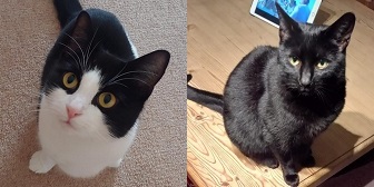 Noella & Luna from Toe Beans Cat Rescue, homed throughCat Chat