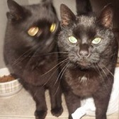 Simba & Nala  from Whinnybank Cat Sanctuary, homed through Cat Chat