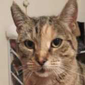 Spring, from Cat Watch Rescue Centre, Amesbury, homed through Cat Chat