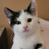 Daisy & Dandelion, from Royston Animal Welfare, Barnsley, homed through Cat Chat