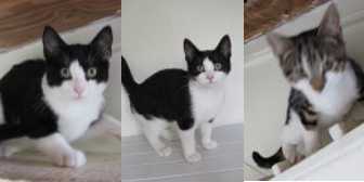Bertie, Beth & Bob, from Ann & Bill Cat & Kitten Rescue, Hornchurch, homed through Cat Chat