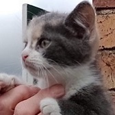 Florence from Ryedale & Scarborough Cat Welfare, homed through Cat Chat