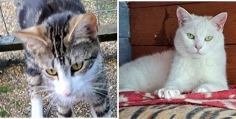 Snowball & Miss Muffet from Maesteg Animal Wlelfare Society, homed through Cat Chat