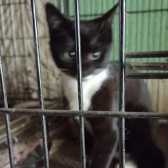 Izzy, from Ryedale and Scarborough Cat Welfare, Scarborough homed through Cat Chat