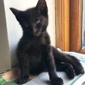 Ruby, from Caring Animal Rescue, Stafford, homed through Cat Chat