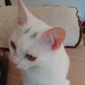 Saffy, from Little Cottage Rescue, Luton, homed through Cat Chat
