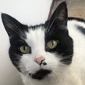 Bandit from Mitzi's Kitty Corner, homed through Cat Chat