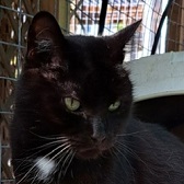 Bella from Maesteg Animal Welfare Society, homed through Cat Chat