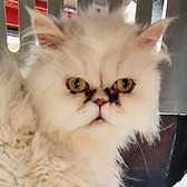 Coco from Strawberry Persian Cat Rescue, homed via Cat Chat