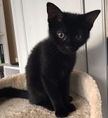 Dinky from Feline Network Cat Rescue, homed through Cat Chat