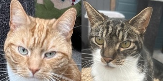 Ed & Ben from Maesteg Animal Welfare Society, homed through Cat Chat